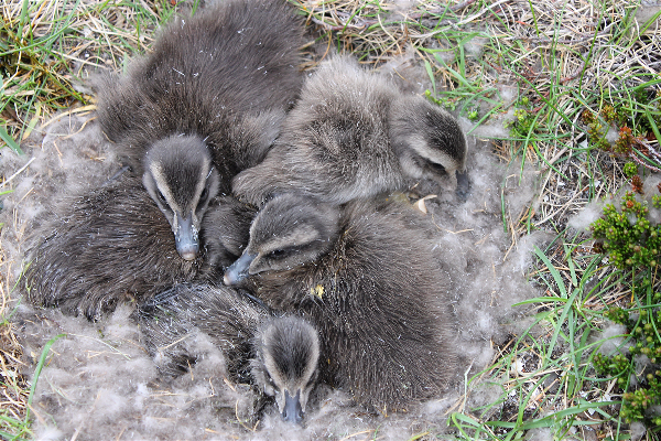 Eider duck hatchlings